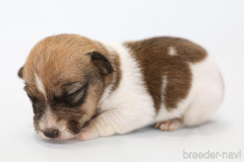 成約済の神奈川県のジャックラッセルテリア-152556の1枚目